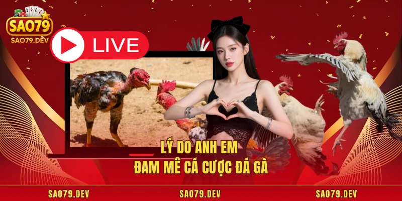Đá Gà Sao79 – Sân Chơi Cực Cháy Cho Cược Thủ Mê Đá Gà Lý do anh em đam mê cá cược đá gà